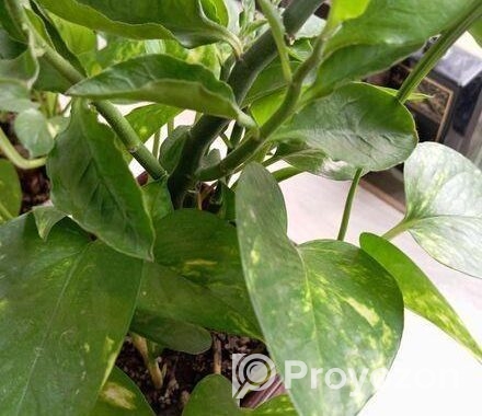 Indoor Money Plants