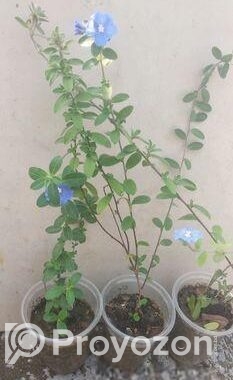 নাগচাপা ও ব্লু ডেইজি চারা গাছ
