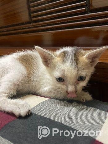 বিড়ালের বাচ্চা