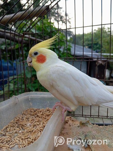 লুটিনা সাদা কোকাটেল পাখি