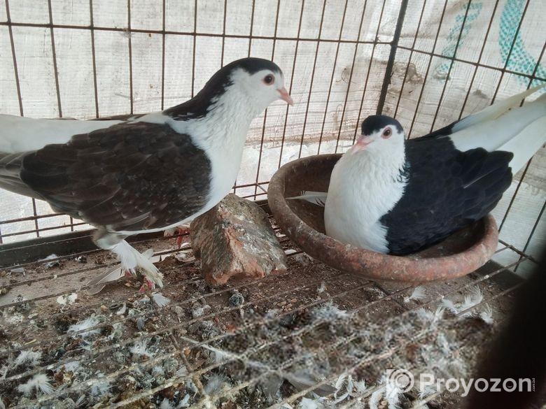 লাল কালো সিরাজী কবুতর বিক্রি হবে