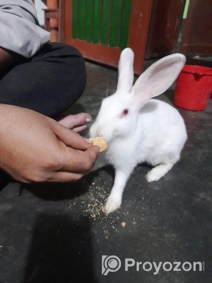 ৩ টা খরগোশ বিক্রি