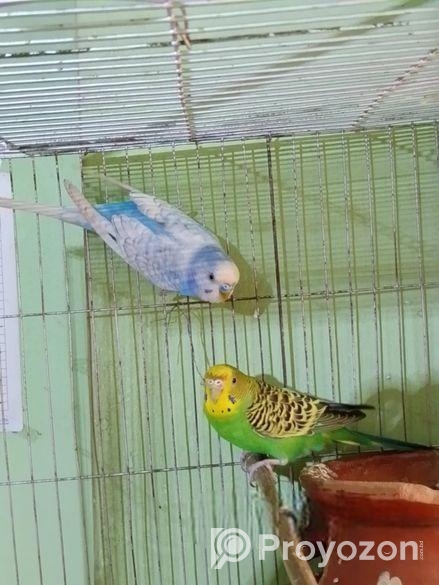 রানিং বাজিগর