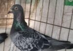 রেসার কবুতর