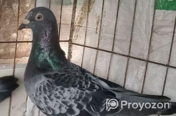 রেসার কবুতর