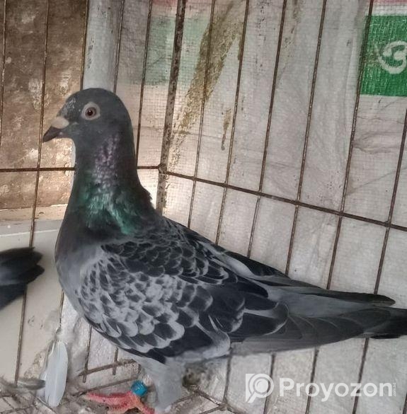 রেসার কবুতর