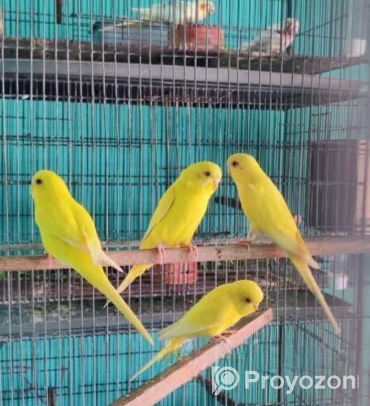 লুটিনো বাজিগর