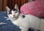 Mix breed Persian
