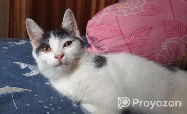 Mix breed Persian
