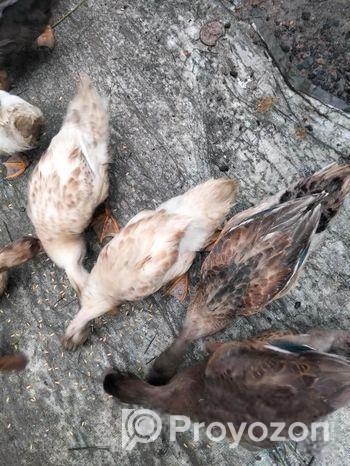 হাঁস বিক্রয়