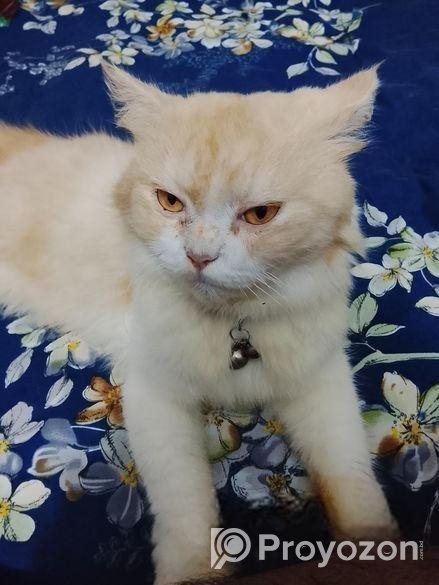 একটি পার্শিয়ান পোশা বিড়াল বিক্রি হবে।