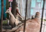 Eurisian Spotted Dove