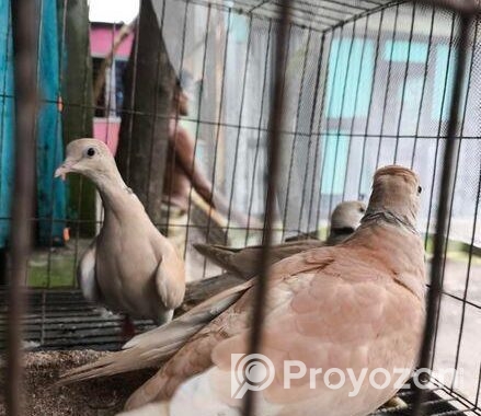 Eurisian Spotted Dove