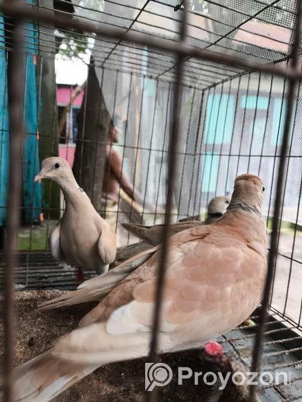 Eurisian Spotted Dove