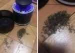 mosquito killer lamp