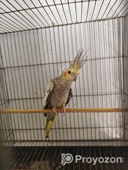 কোকাটেল ফিমেল