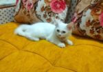 Double Coat Persian Cat