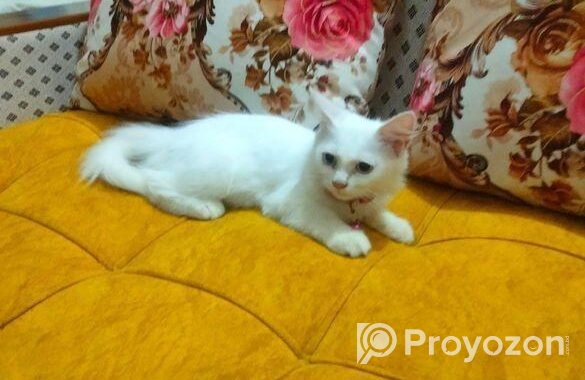 Double Coat Persian Cat
