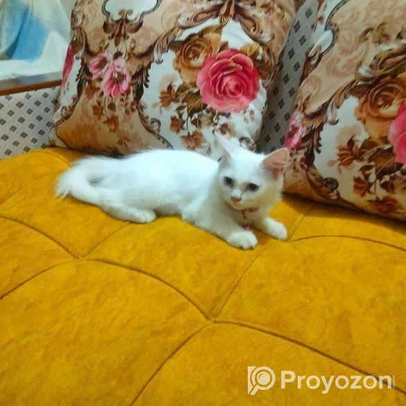 Double Coat Persian Cat