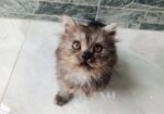 Persian Cat