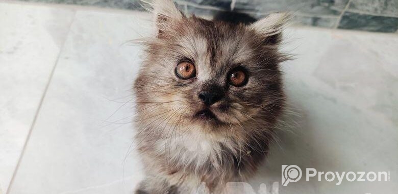 Persian Cat