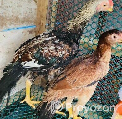 Parrot aseel Pair