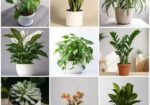 Buy Fruit, Forest & Indoor Plants Online in Bangla