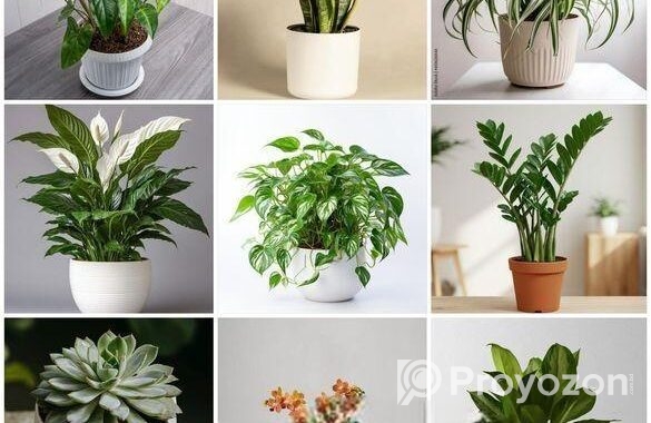 Buy Fruit, Forest & Indoor Plants Online in Bangla
