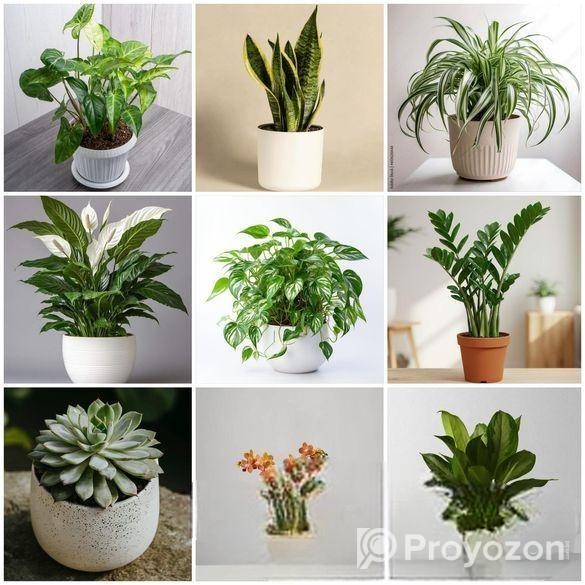 Buy Fruit, Forest & Indoor Plants Online in Bangla