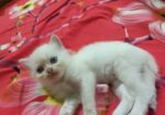 persian Double cot doll face cat