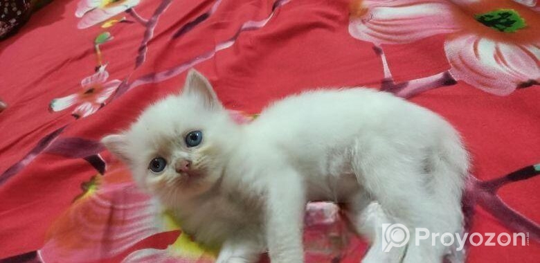persian Double cot doll face cat