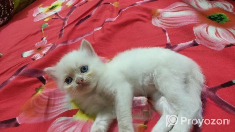 persian Double cot doll face cat