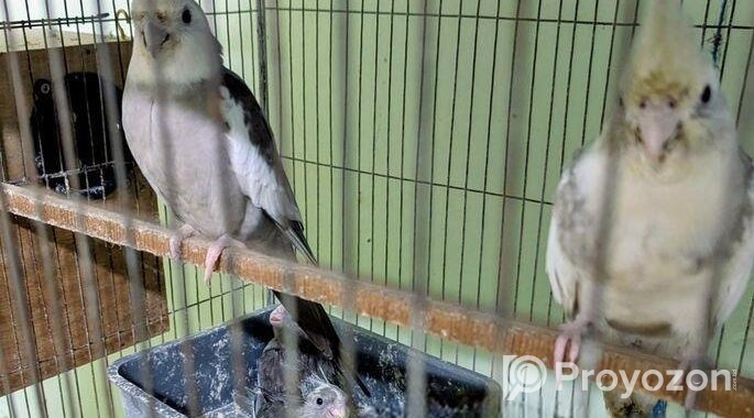 Cockatiel কোকাটেল
