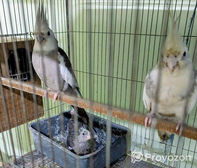 Cockatiel কোকাটেল