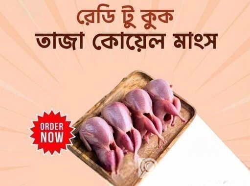 কোয়েল পাখি