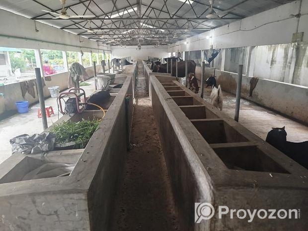 গরুর খামার ভাড়া