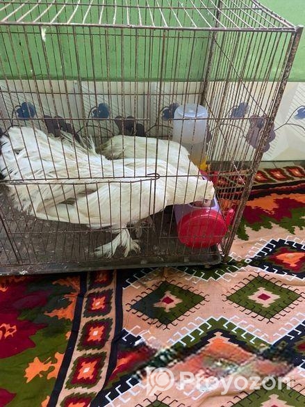 লক্ষা কবুতর