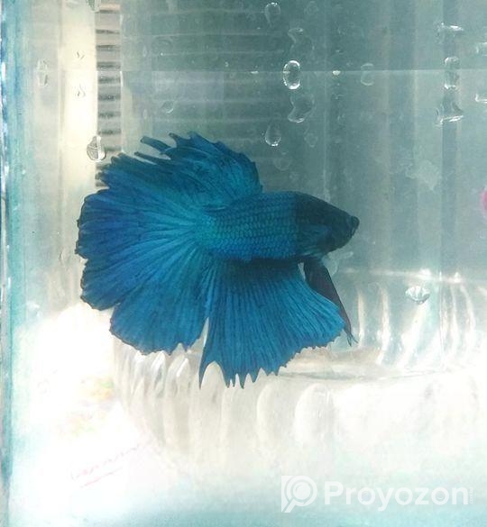 এই ফাইটার মাছগুলো খুবই ভালো হবে