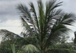RAJUK UTTARA SECTOR -03 EAST FACING 60 WIDE ROAD P