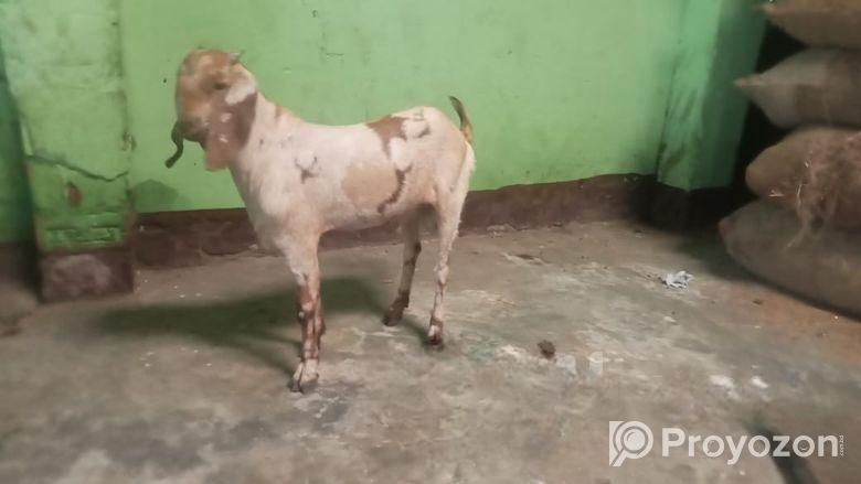 পাঠা ছাগল বিক্রি করা হবে
