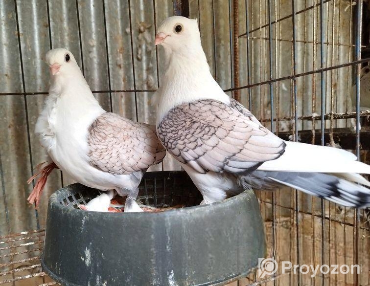 Jorna/sartin /ঝননা সারটিন