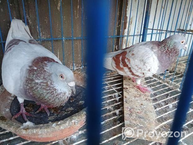 মিলি রেসার