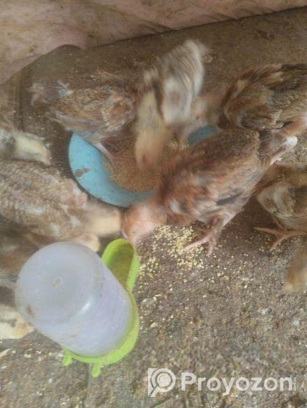 সোনালী মুরগীর বাচ্চা বিক্রি হবে