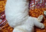Odd Eye Adult Male Persian For Sale
