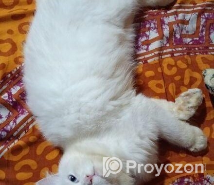 Odd Eye Adult Male Persian For Sale