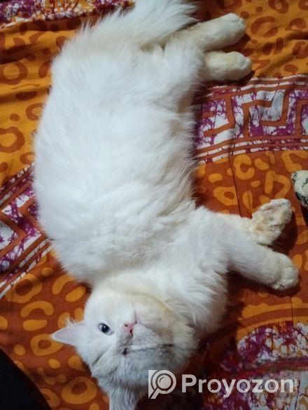 Odd Eye Adult Male Persian For Sale