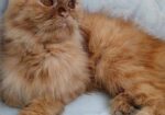 Persian cat ( ফিমেল বিড়াল )