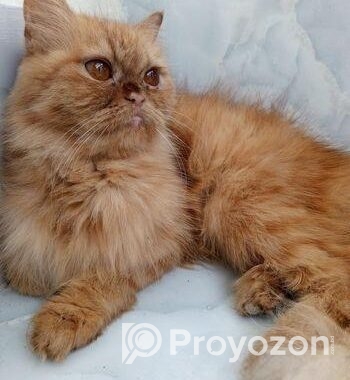 Persian cat ( ফিমেল বিড়াল )