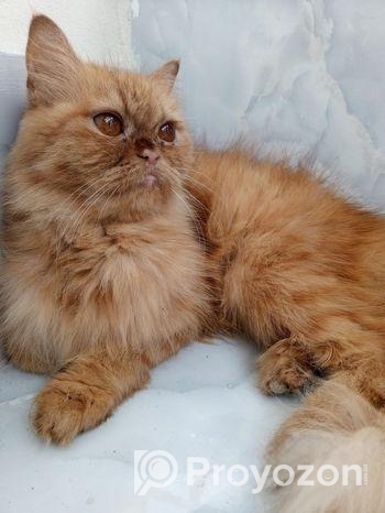 Persian cat ( ফিমেল বিড়াল )