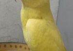 Yellow Ringneck Full Tame